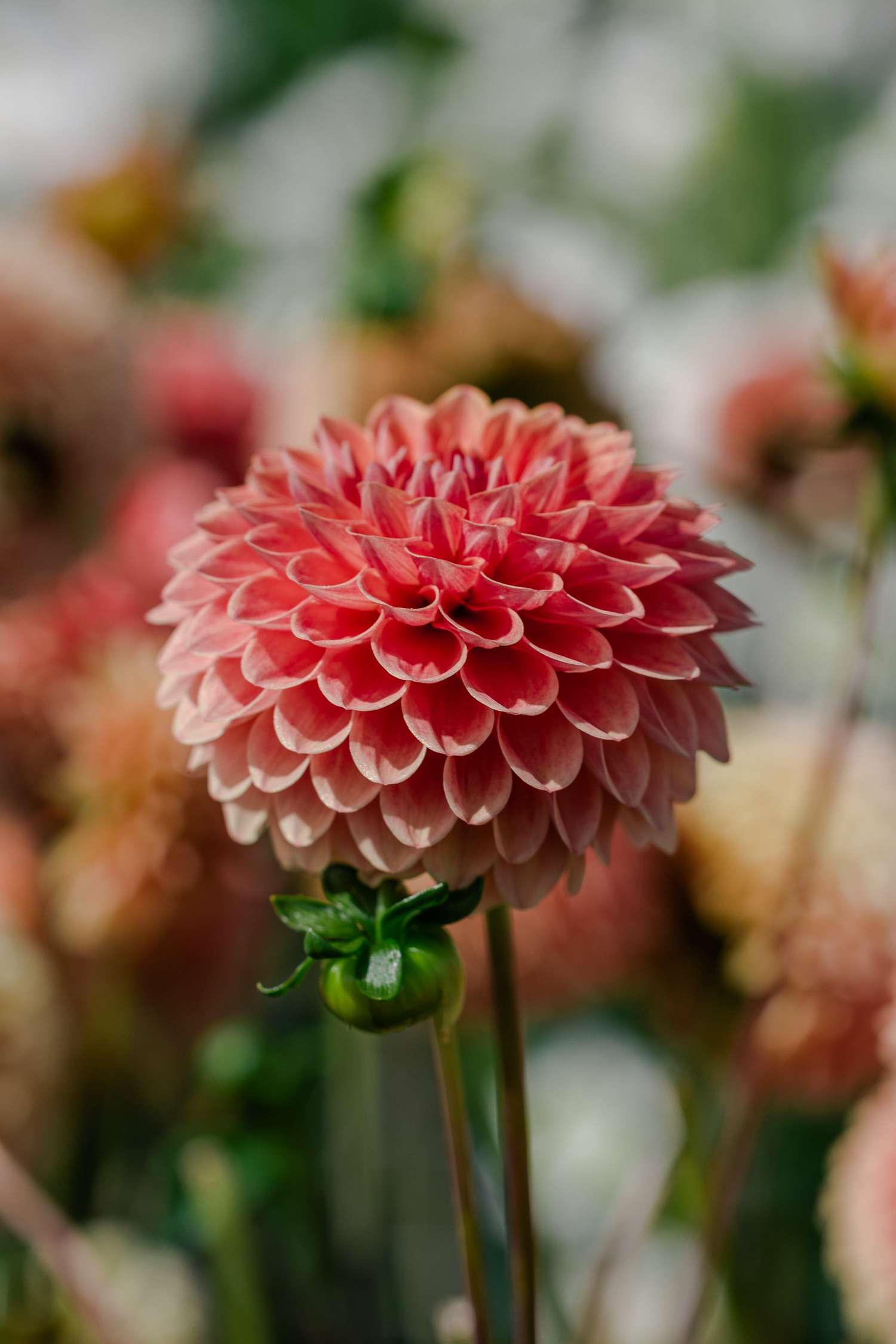 Dahlia 'Beatrice'